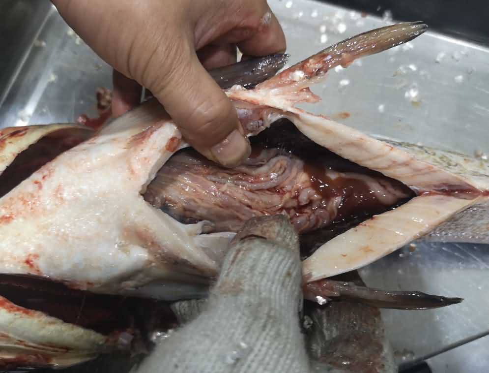 殺魚機(jī)，殺魚機(jī)器，自動殺魚機(jī)，殺魚機(jī)多少錢，殺魚機(jī)價格